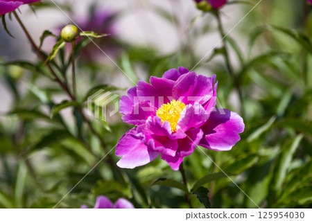 Niiza Peony Garden, Niiza City, Saitama Prefecture 125954030