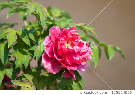 Niiza Peony Garden, Niiza City, Saitama Prefecture 125954036