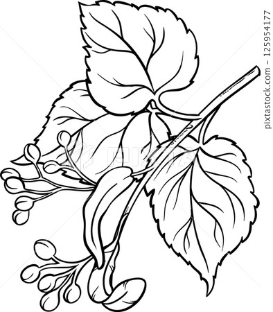 Linden Branch with Flowers and Leaves Outline Illustration. 125954177
