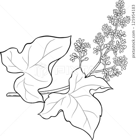 Kukui Branch with Flowers and Leaves Outline Illustration. Kukui Branch with Flowers and Leaves Outline Illustration. 125954183