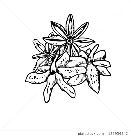 Dried star anise pod pile vector illustration in black and white. Monochrome badian heap etching drawing. Seasoning ingredient for spice packaging, holiday tea designs and exotic culinary branding. Dried star anise pod pile vector illustration in black and white. Monochrome badian heap etching drawing. Seasoning ingredient for spice packaging, holiday tea designs and exotic culinary branding. 125954242