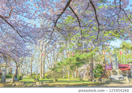 春天：秋田市千秋公園清爽的早晨 125954268