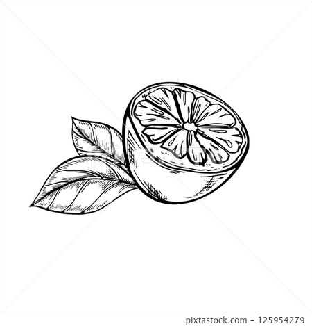Monochrome vector citrus half with fresh leaves illustration painted by black inks. Lemon or lime outline style for healthy food packaging, bar menus and kitchen textile design Monochrome vector citrus half with fresh leaves illustration painted by black inks. Lemon or lime outline style for healthy food packaging, bar menus and kitchen textile design 125954279