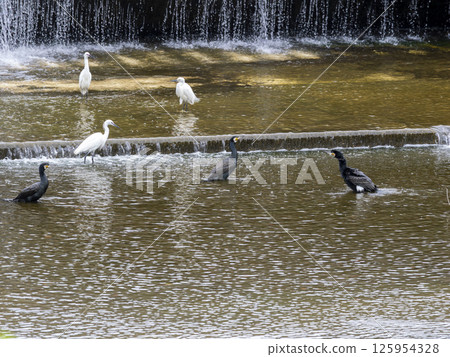 Cormorants and little egrets catching fish at a weir 125954328