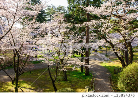 A refreshing morning at Senshu Park in spring, Akita City A refreshing morning at Senshu Park in spring, Akita City 125954376