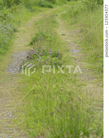 Flower-filled riverside path 125954377