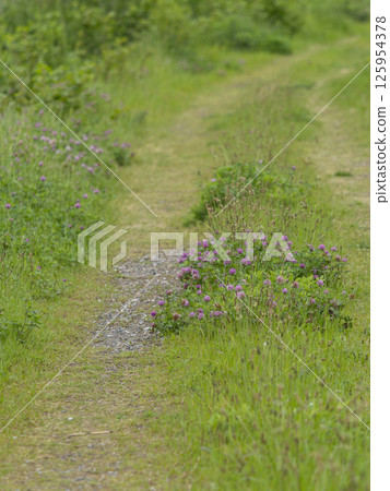 花朵盛開的河畔小路 花朵盛開的河畔小路 125954378