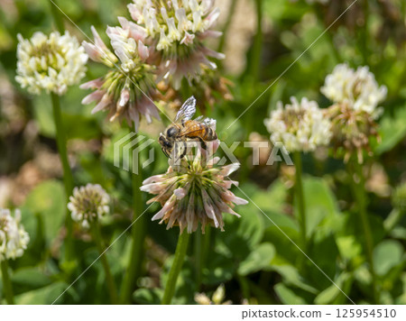 白三葉草花和蜜蜂 白三葉草花和蜜蜂 125954510