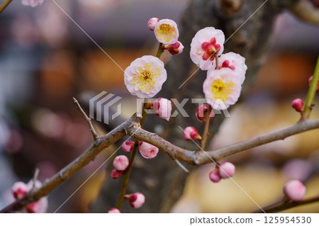 Nara Sugawara Shrine Plum Bonsai Exhibition Day - Plum Blossoms in the Shrine Precincts 3 125954530