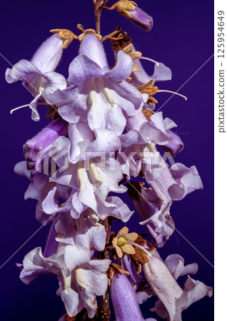 Elegant Light Purple Paulownia Flowers Blooming in Spring Elegant Light Purple Paulownia Flowers Blooming in Spring 125954649