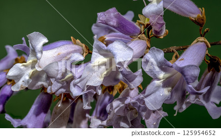 Elegant Light Purple Paulownia Flowers Blooming in Spring Elegant Light Purple Paulownia Flowers Blooming in Spring 125954652