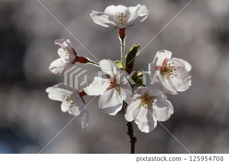 Close-up view of a blossoming cherry tree branch with petals shining through the sunlight Close-up view of a blossoming cherry tree branch with petals shining through the sunlight 125954708