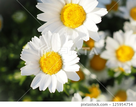 North Pole shining in the spring light (20250427165006) North Pole shining in the spring light (20250427165006) 125954754