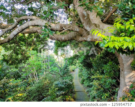Morning walk: forest bathing Morning walk: forest bathing 125954757