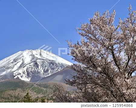 Mt. Fuji and Mamezakura Mt. Fuji and Mamezakura 125954868