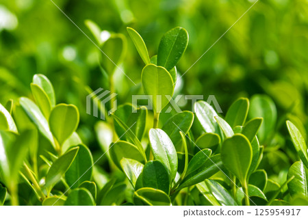 Fresh green boxwood leaves bathed in sunlight 125954917