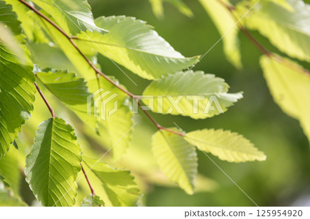 Fresh leaves of young leaves shining in light 125954920