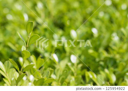 Fresh green boxwood leaves bathed in sunlight 125954922