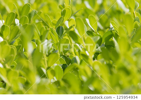 Fresh green boxwood leaves bathed in sunlight Fresh green boxwood leaves bathed in sunlight 125954934