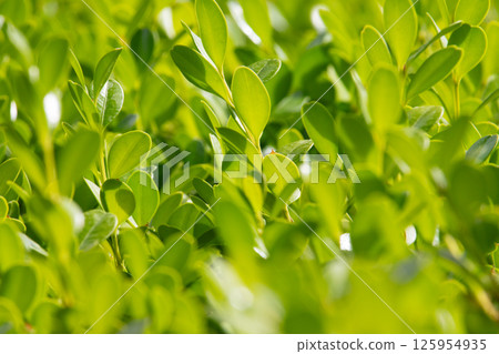 Fresh green boxwood leaves bathed in sunlight Fresh green boxwood leaves bathed in sunlight 125954935