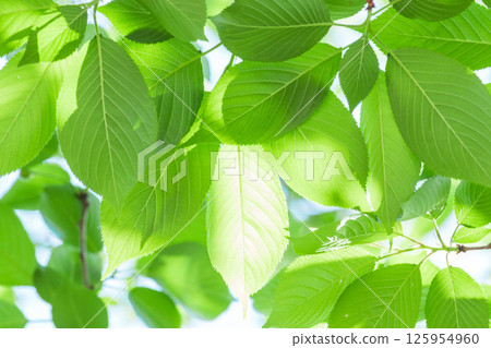 Fresh fresh green image material 125954960