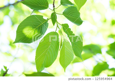 新鮮的綠色圖像素材 125954964