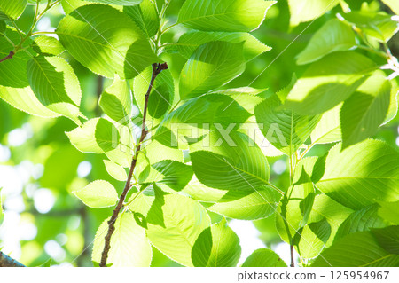 Fresh fresh green image material Fresh fresh green image material 125954967