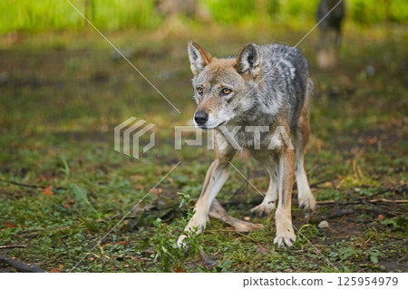 Wolf runs against the background of green grass 125954979