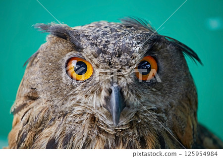 Close-up portrait of an owl on a green background 125954984