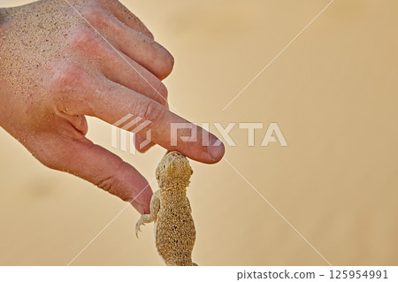 lizard in the desert on the sand bit a man's finger. Phrynocephalus mystaceus dangerous reptiles 125954991