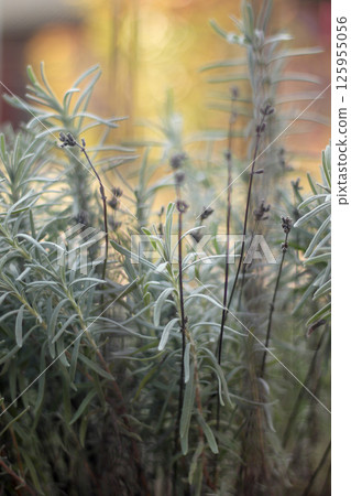 Beautiful vertical wallpaper of lavender fields with a green background. Close up. Blurred Beautiful vertical wallpaper of lavender fields with a green background. Close up. Blurred 125955056