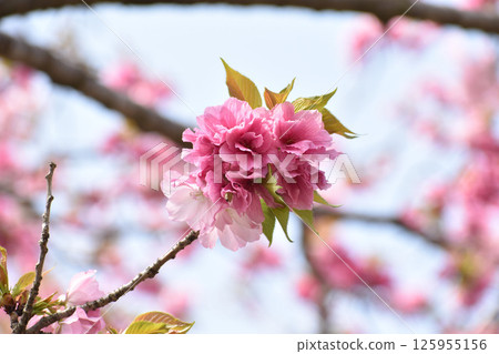 亮粉色重瓣櫻花 亮粉色重瓣櫻花 125955156
