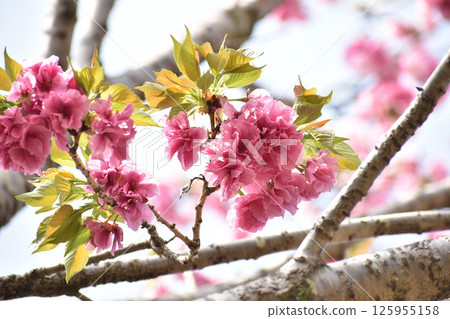 亮粉色重瓣櫻花 125955158