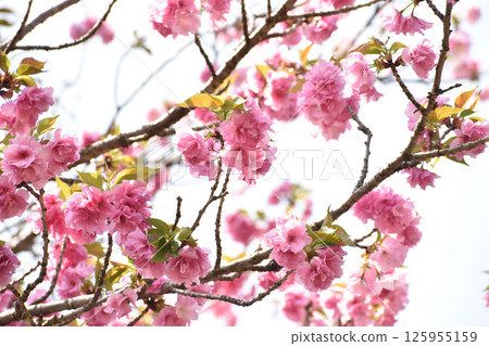 Bright pink double cherry blossoms 125955159