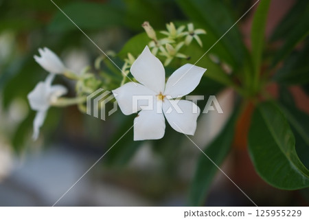 a variety of Plumeria or Wrightia antidysenterica, commonly found in Southeast Asia a variety of Plumeria or Wrightia antidysenterica, commonly found in Southeast Asia 125955229