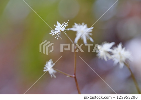 Coptis serrata flower: A species endemic to Japan that blooms white in early spring 125955296