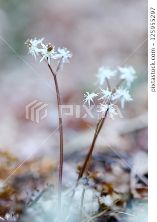 黃連花:一種成簇盛開的美麗春季野花。 黃連花:一種成簇盛開的美麗春季野花。 125955297