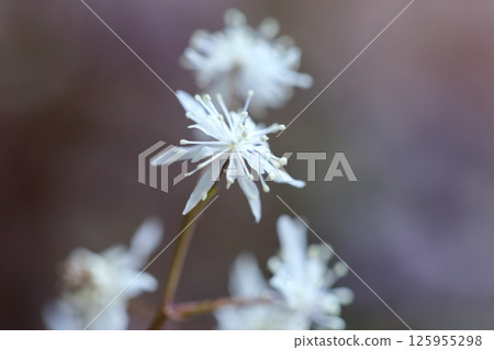 Coptis serrata flowers: A lovely spring wildflower that blooms in clusters. 125955298