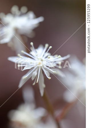 Coptis serrata flowers: A lovely spring wildflower that blooms in clusters. Coptis serrata flowers: A lovely spring wildflower that blooms in clusters. 125955299