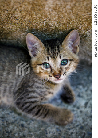 Sheltering kitten under stone ledge 125955330