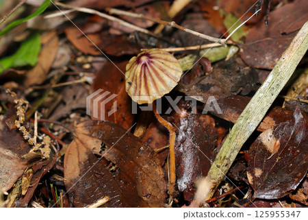 A full side view of a mushroom with its brown parasol-shaped cap open in a moist woodland in spring (natural environment strobe macro photography) 125955347