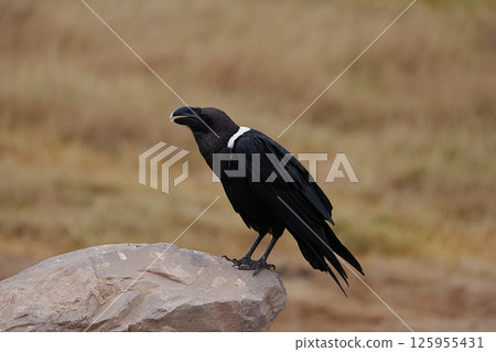 White-necked raven in African Ngorongoro Conservation Area in Crater Highlands in TANZANIA 125955431