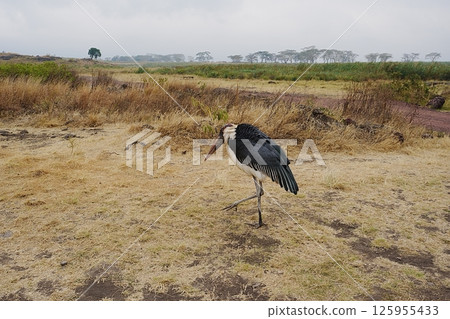 Marabou stork bird in African Ngorongoro Conservation Area in Crater Highlands in TANZANIA 125955433