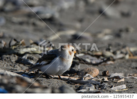 Snow Bunting searching for food on the winter sandy beach of Notsuke Peninsula, Hokkaido Snow Bunting searching for food on the winter sandy beach of Notsuke Peninsula, Hokkaido 125955437