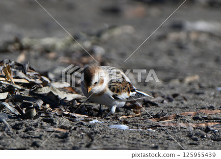 Snow Bunting searching for food on the winter sandy beach of Notsuke Peninsula, Hokkaido Snow Bunting searching for food on the winter sandy beach of Notsuke Peninsula, Hokkaido 125955439