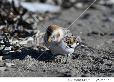雪鹀在北海道野付半島的冬季沙灘上尋找食物 125955462