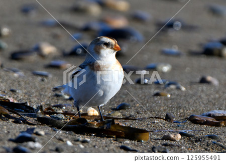 Snow Bunting searching for food on the winter sandy beach of Notsuke Peninsula, Hokkaido Snow Bunting searching for food on the winter sandy beach of Notsuke Peninsula, Hokkaido 125955491