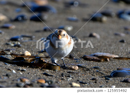 Snow Bunting searching for food on the winter sandy beach of Notsuke Peninsula, Hokkaido Snow Bunting searching for food on the winter sandy beach of Notsuke Peninsula, Hokkaido 125955492