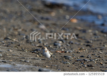 A snow bunting searches for food on the edge of a winter sandy beach on Hokkaido's Notsuke Peninsula A snow bunting searches for food on the edge of a winter sandy beach on Hokkaido's Notsuke Peninsula 125955519