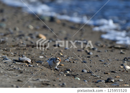 一隻雪鹀在北海道野付半島冬季沙灘邊緣尋找食物 125955520